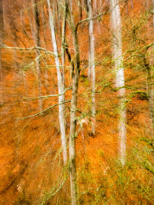 Bild in den Wald mit icm Technik aufgenommen.