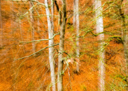Bild in den Wald mit icm Technik aufgenommen.