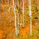 Bild in den Wald mit icm Technik aufgenommen.